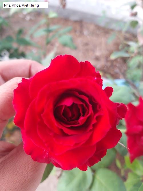 Hình ảnh Nha Khoa Việt Hưng